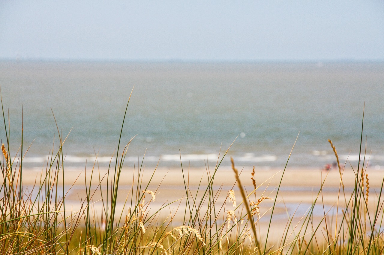 beach  north sea  grass free photo