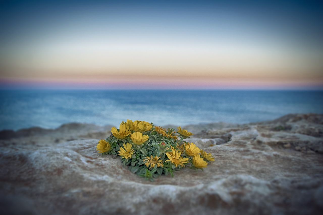 beach  flowers  sunset free photo