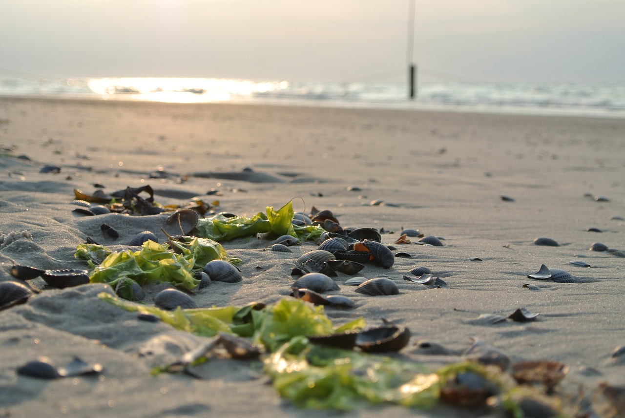 beach  mussels  sand free photo