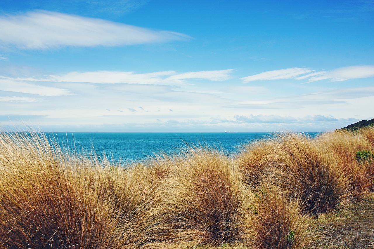 beach  scenery  ocean free photo