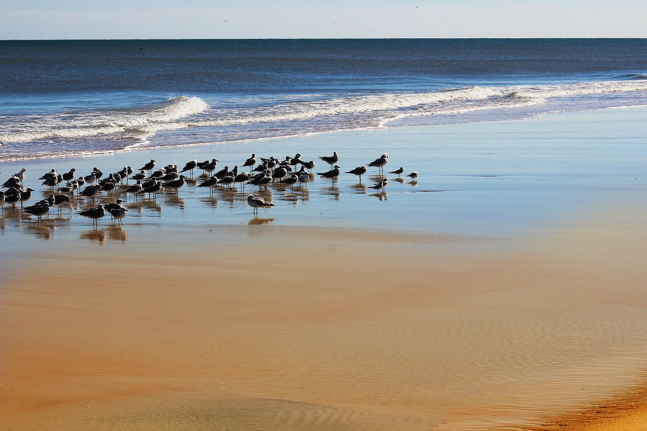 beach  ocean  seagulls free photo