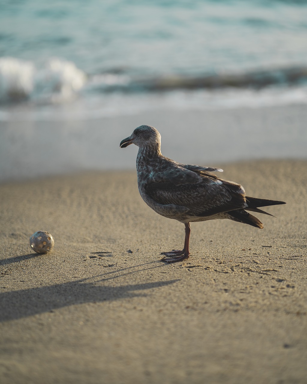 beach  bird  ball free photo