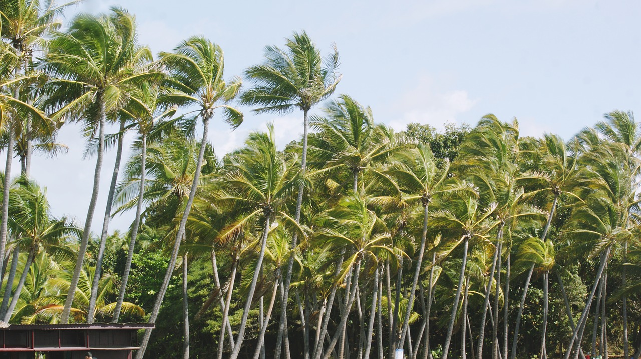 beach  palm trees  nature free photo