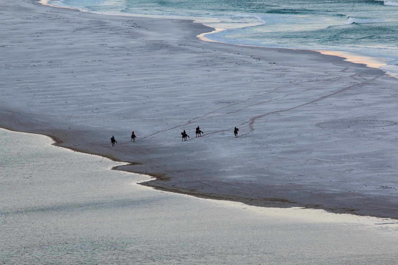 beach  horses  sea free photo