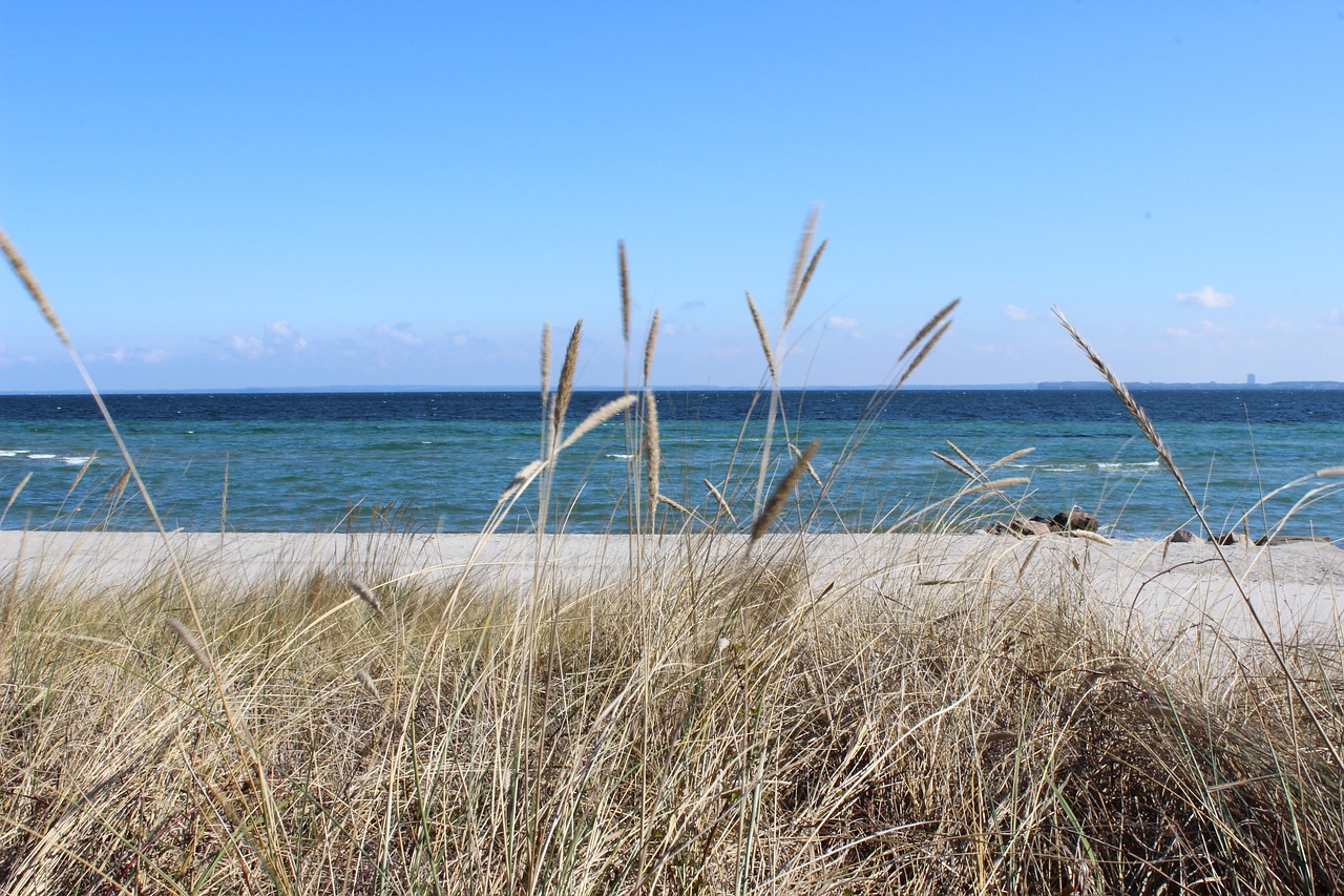 beach  grass  sea free photo