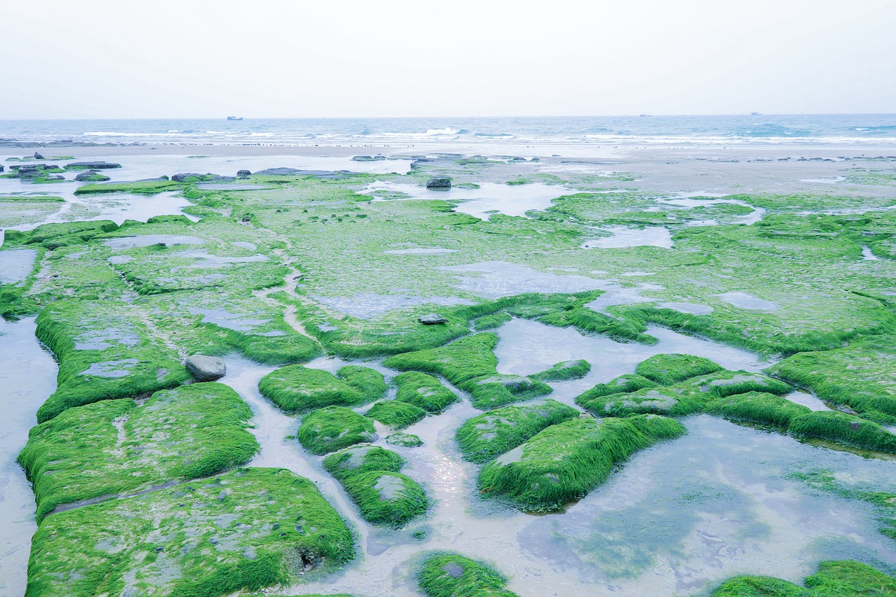 beach  aquatic plants  shallow free photo