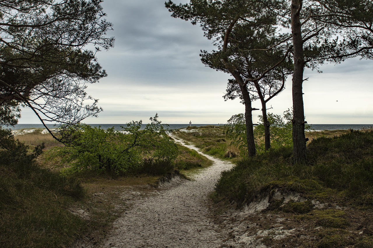 beach  sea  summer free photo