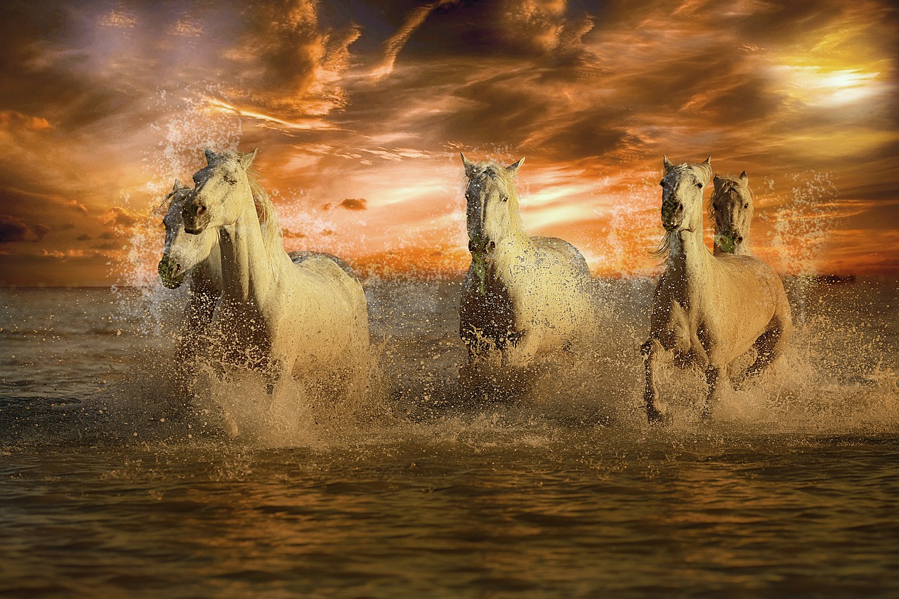 beach  sunset  horses free photo