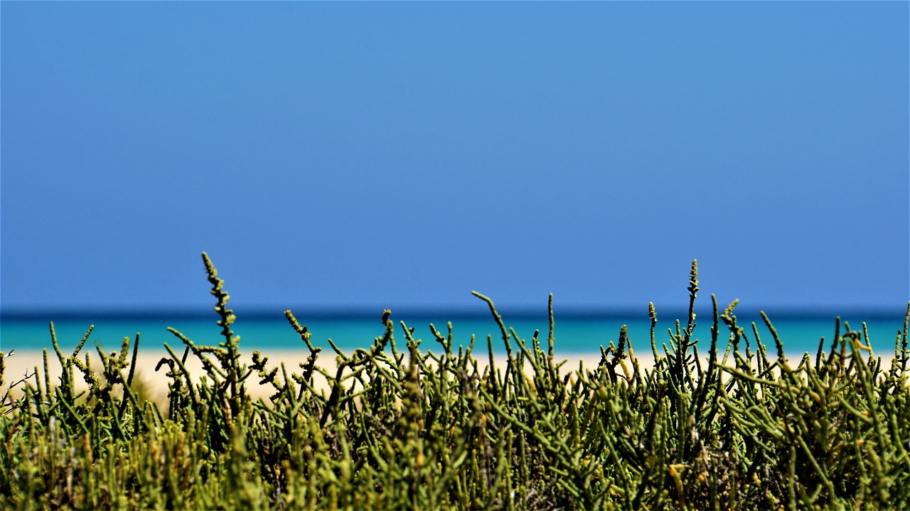 beach  ocean  sea free photo