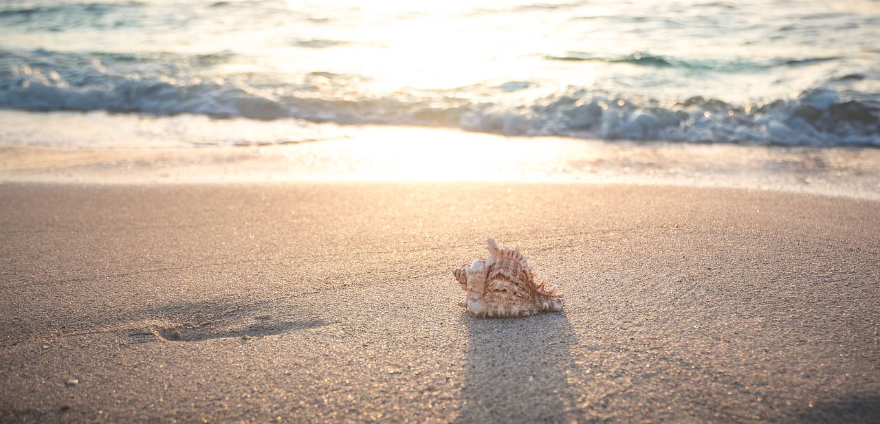 beach  shell  sea free photo