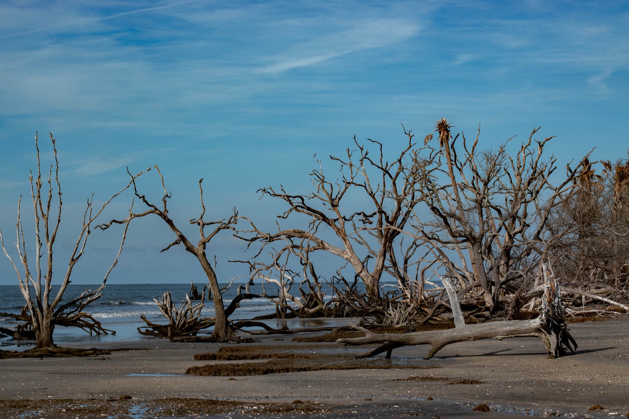 beach  driftwood  sky free photo