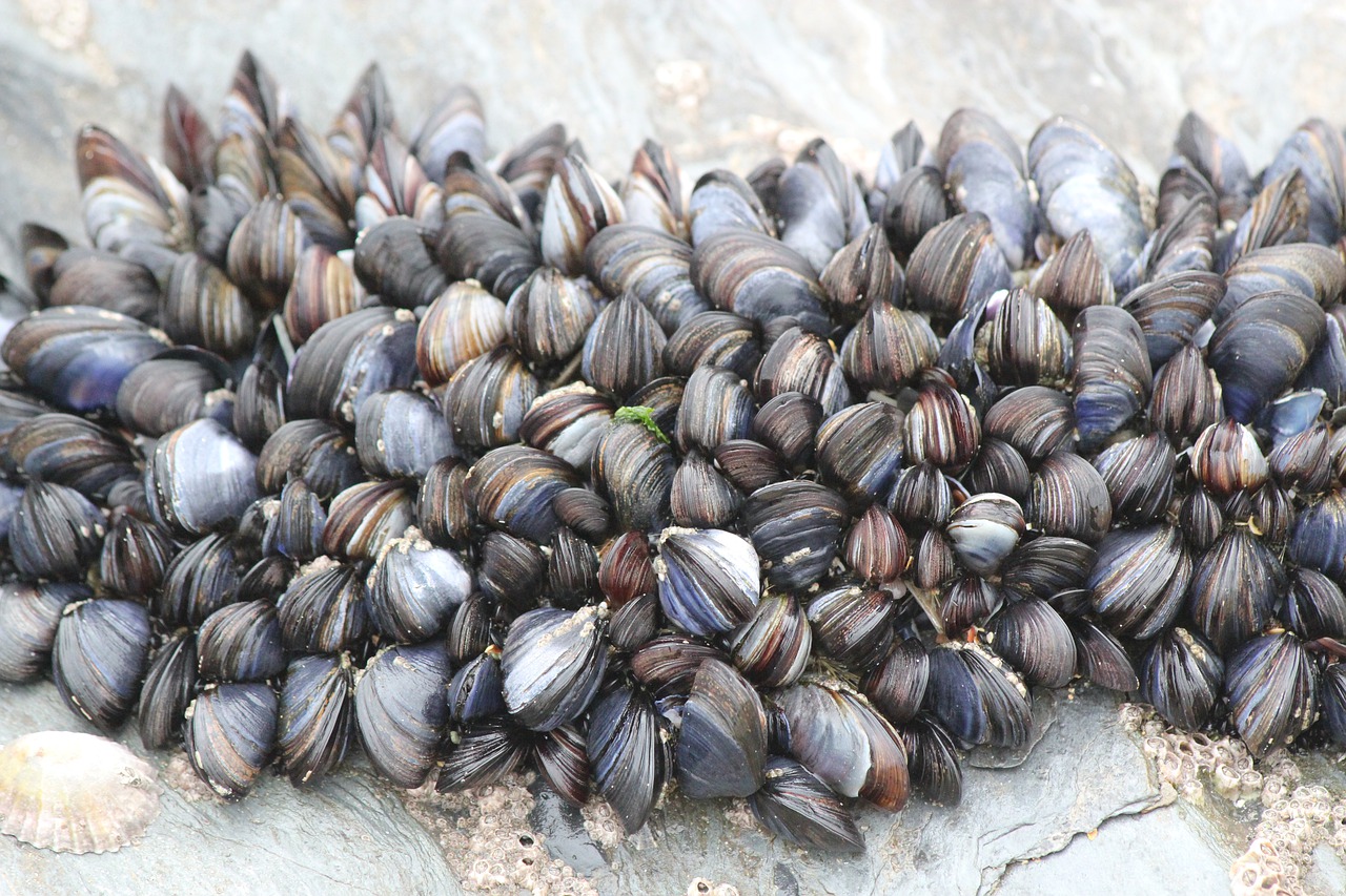 beach  cockles  mussels free photo