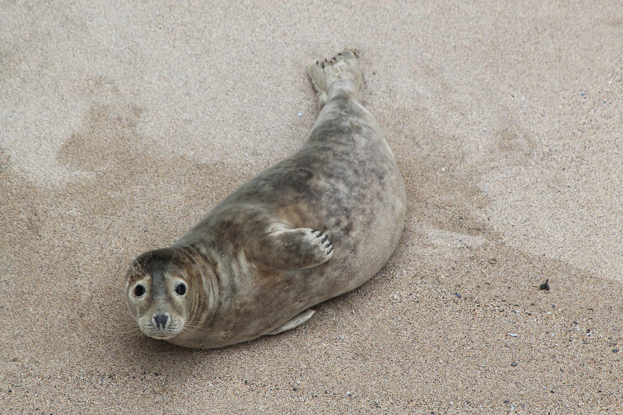 beach  cornwall  seal free photo