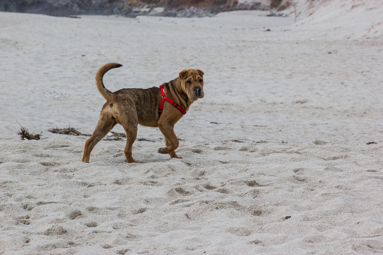 beach dog shar pei free photo