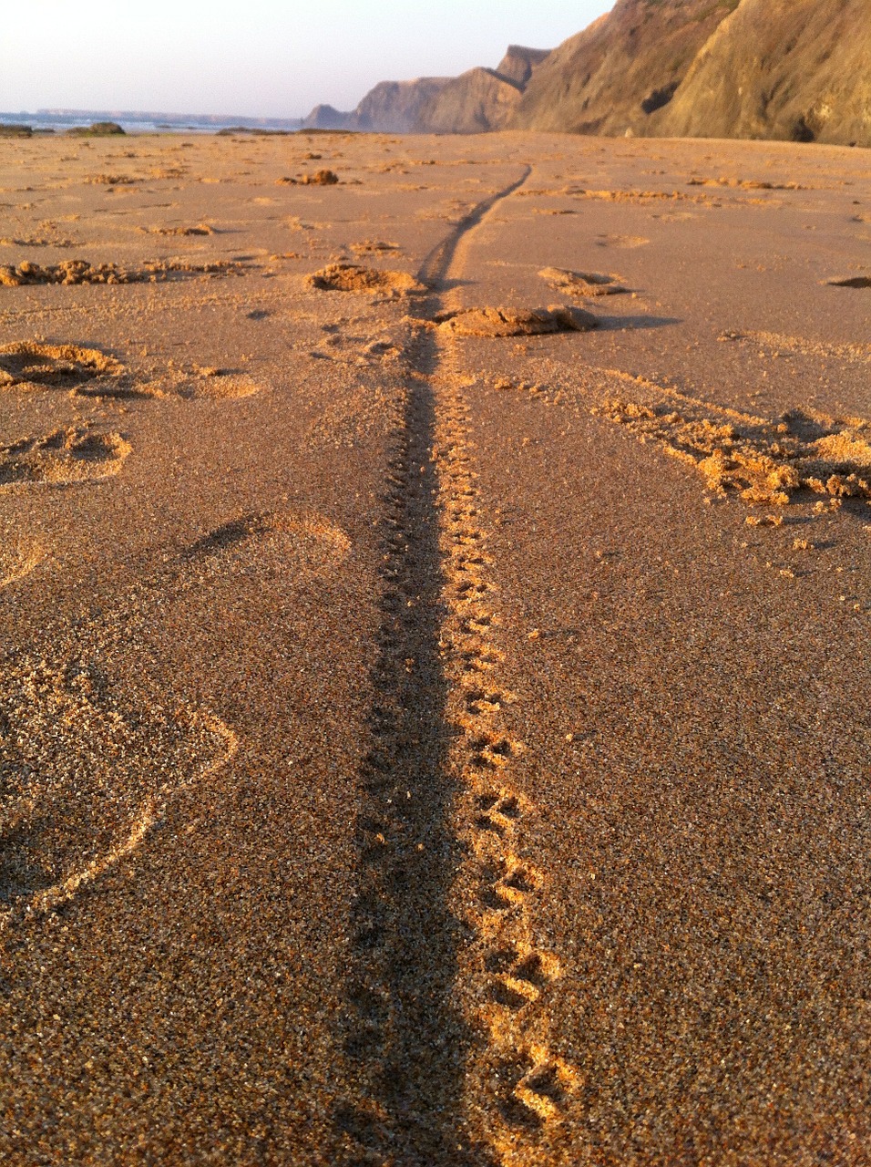 beach track sea free photo