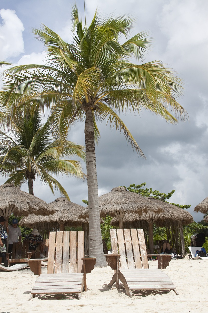 beach chairs palm free photo