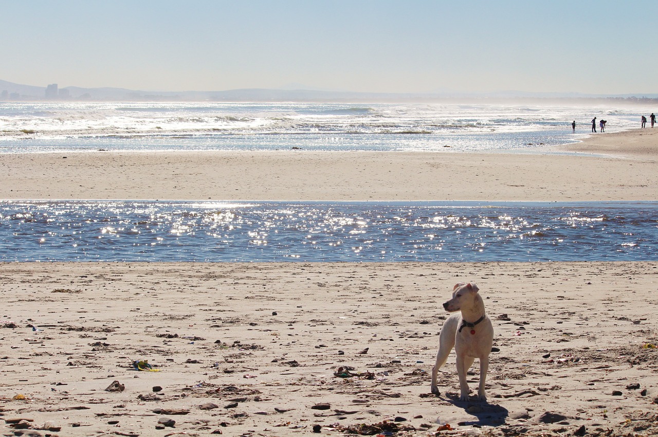 beach sea surf free photo