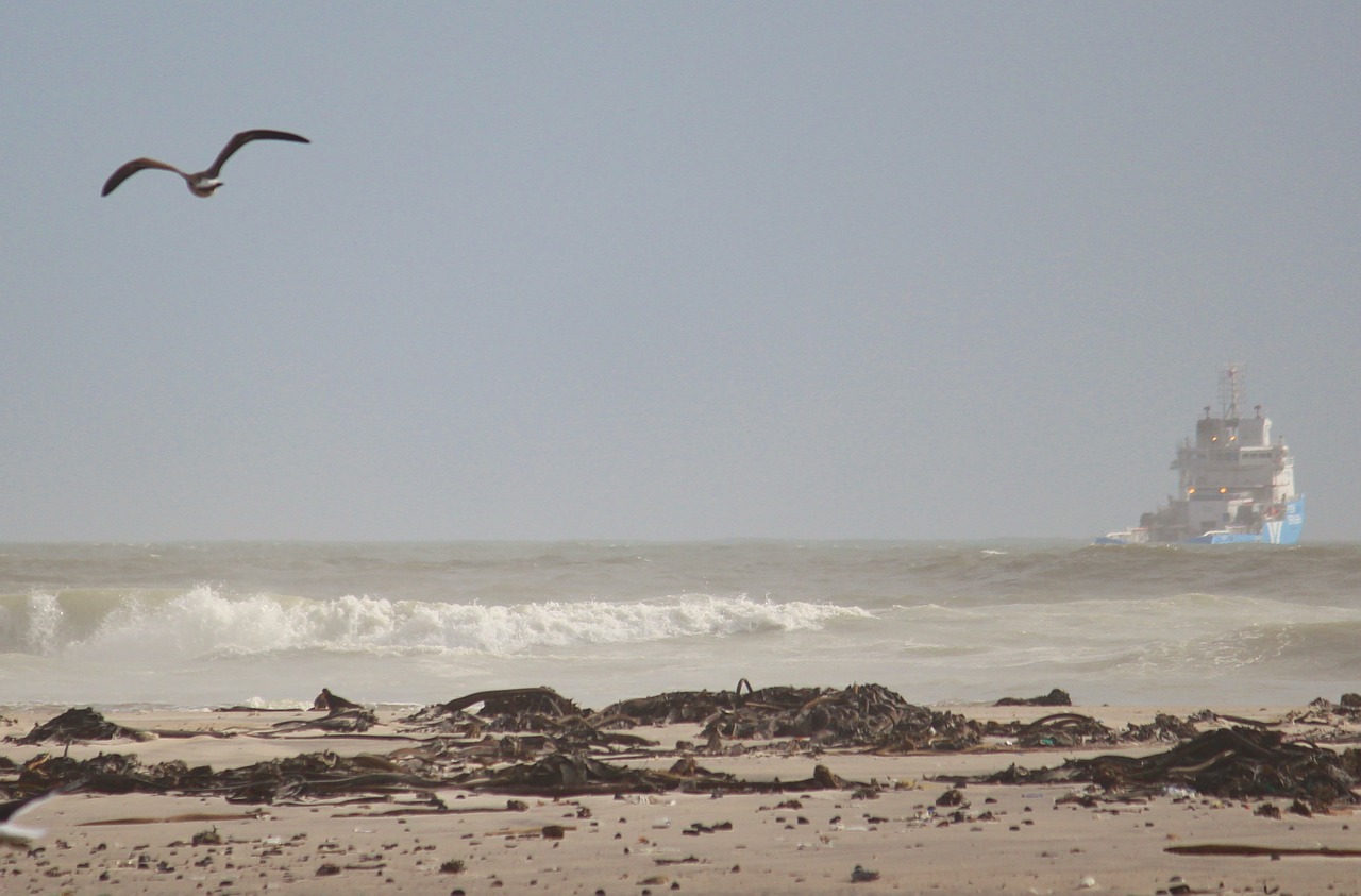 beach gull fly free photo