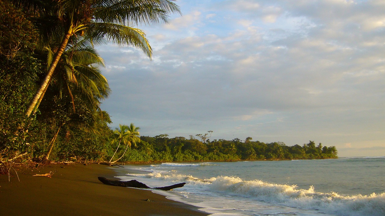 beach sea palm tree free photo