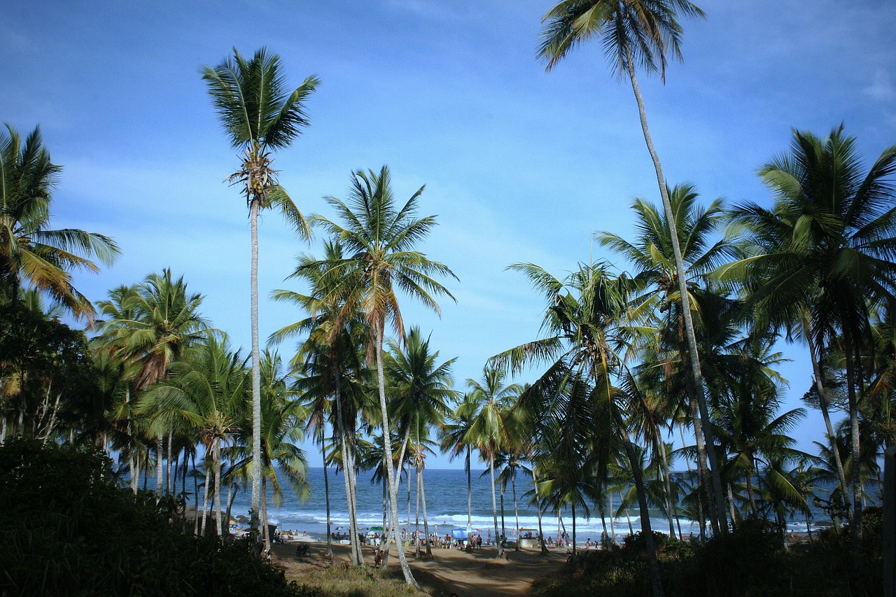 beach mar coconut trees free photo