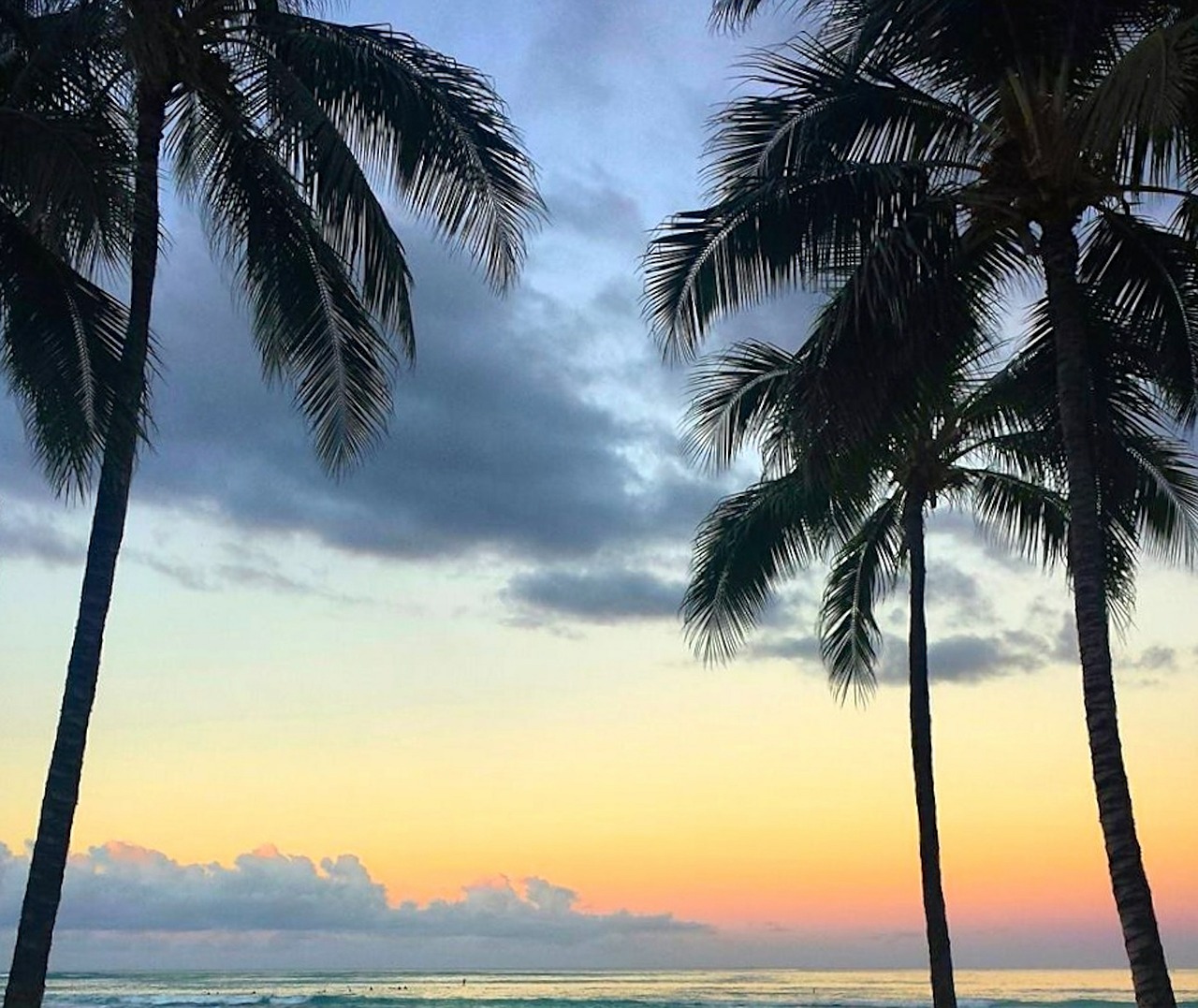 beach palm sunrise free photo