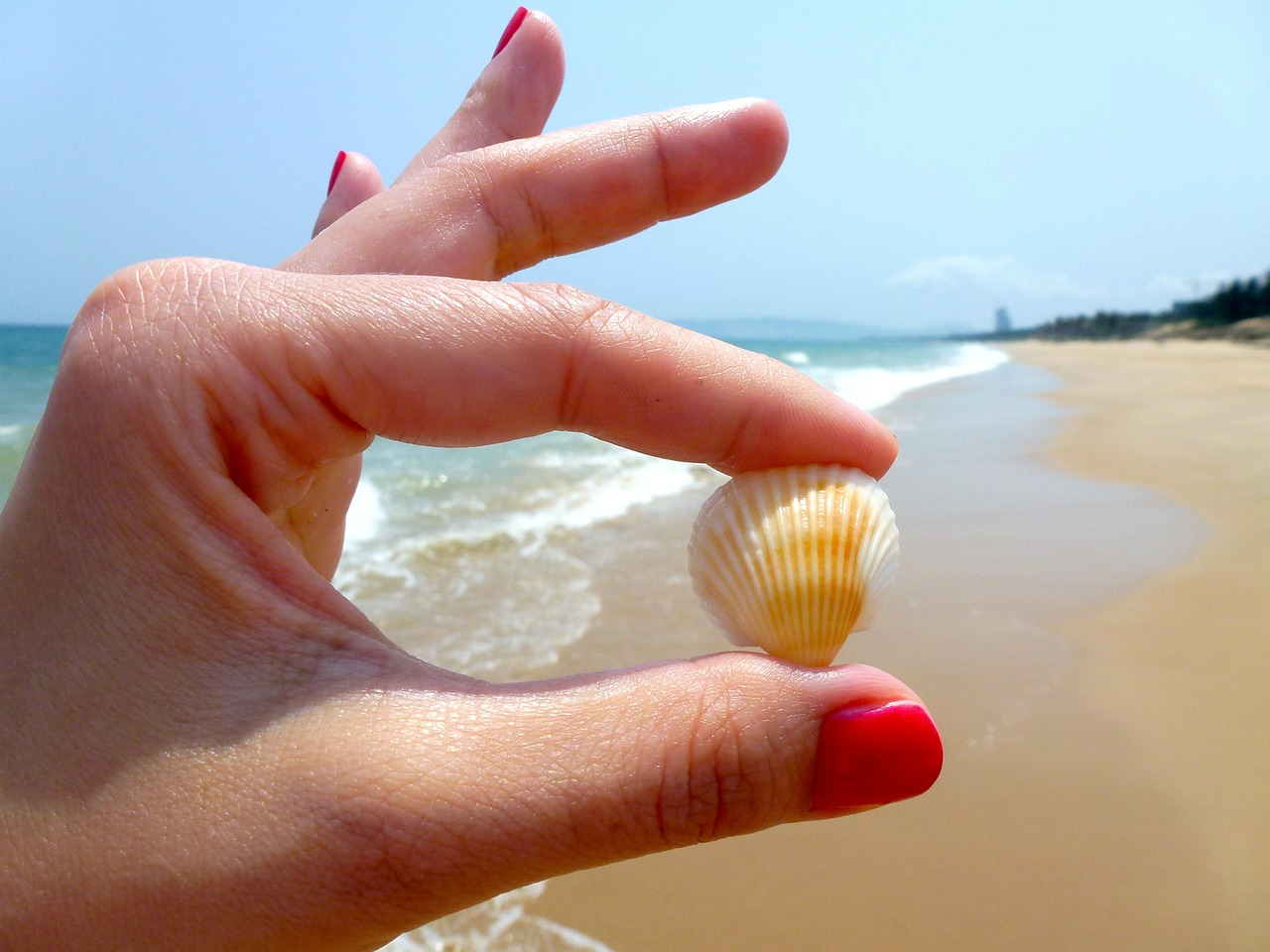 beach seashell toenail free photo