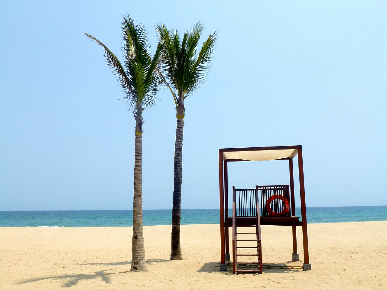 beach holidays palm trees free photo
