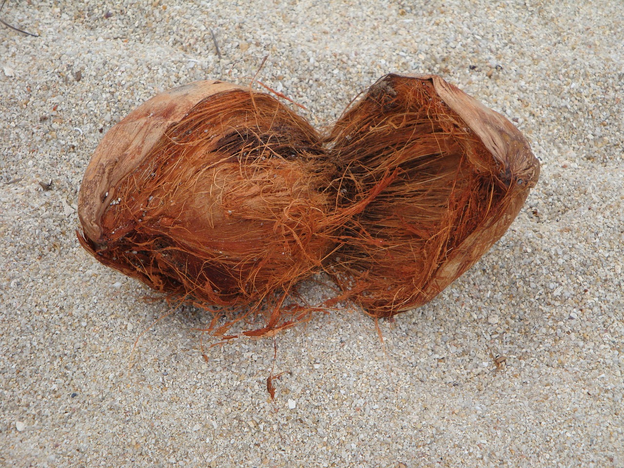 beach coconut holiday free photo