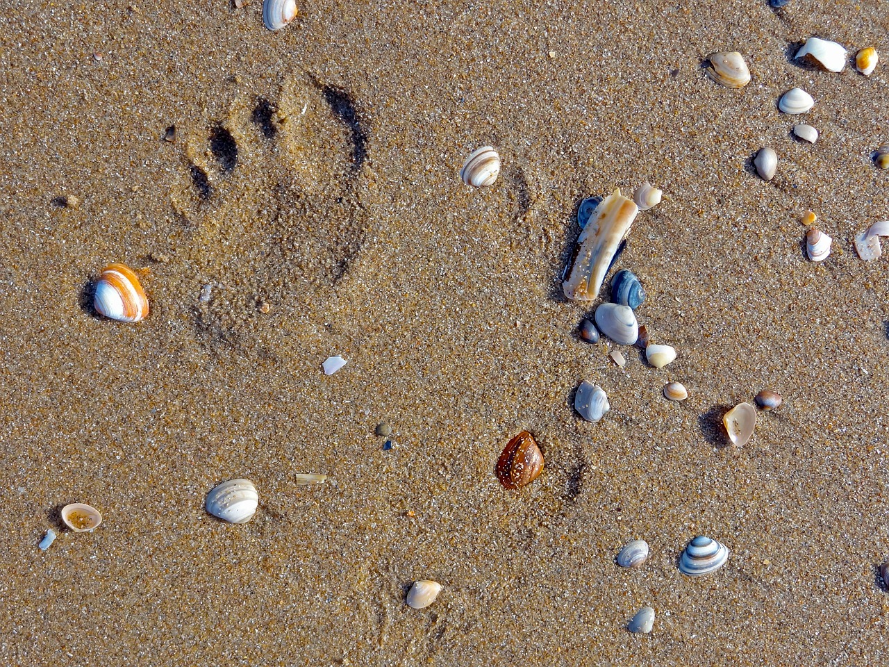beach mussels footprint free photo