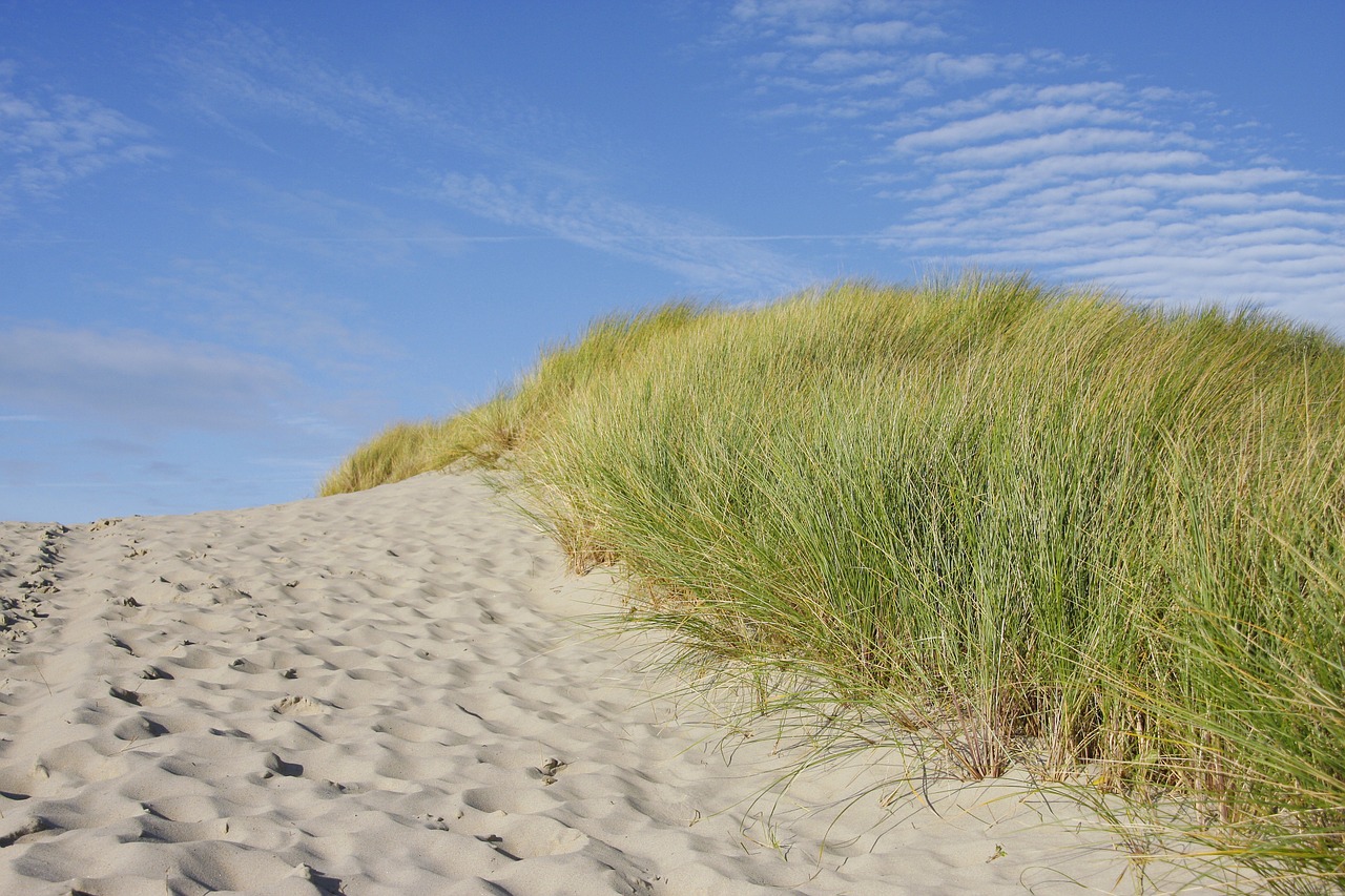 beach dune grass free photo