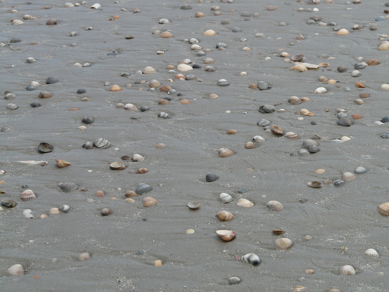 beach sand mussels free photo