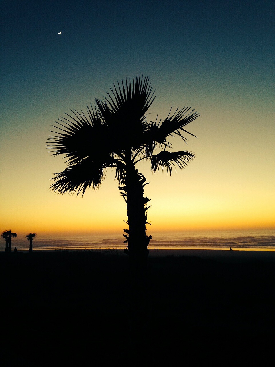 beach palm trees sea free photo