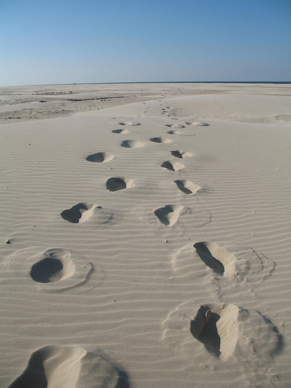 beach tracks in the sand sea free photo