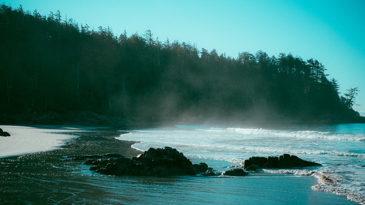 beach shore trees free photo