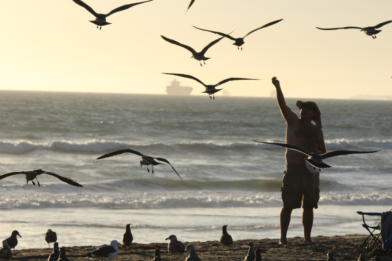 beach outdoor seagulls free photo