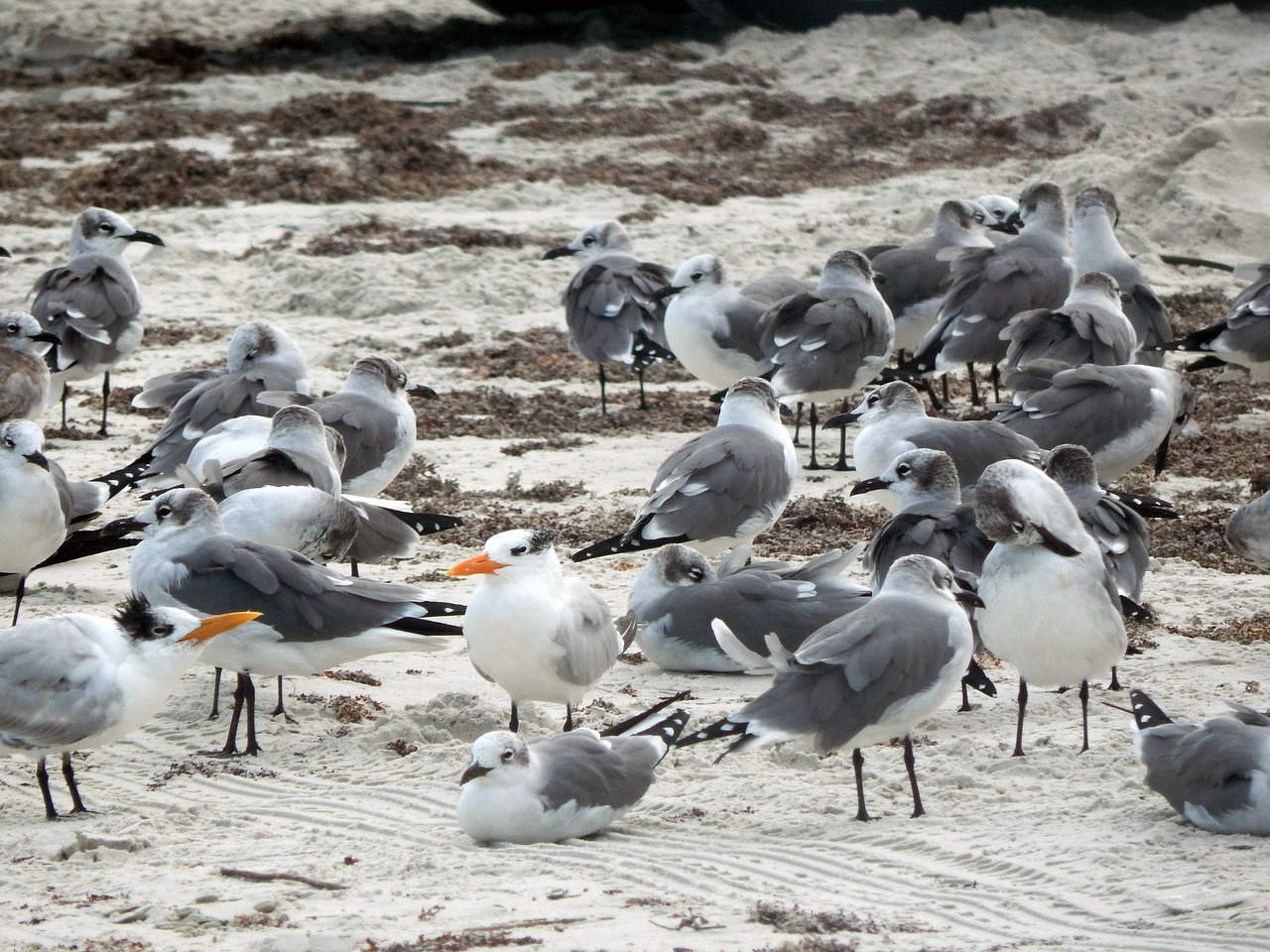 beach birds summer free photo