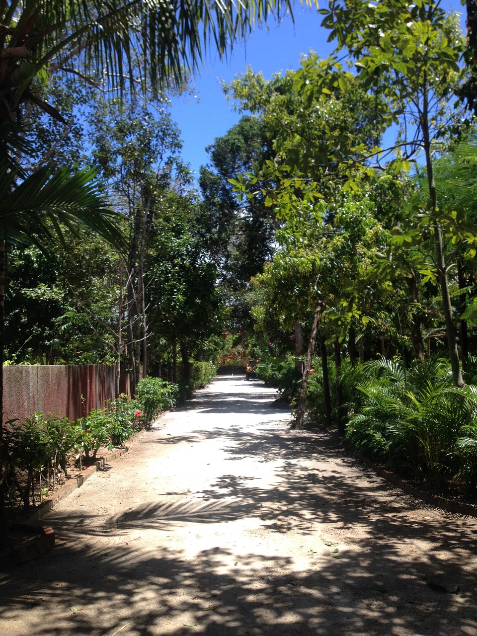 beach path flying free photo