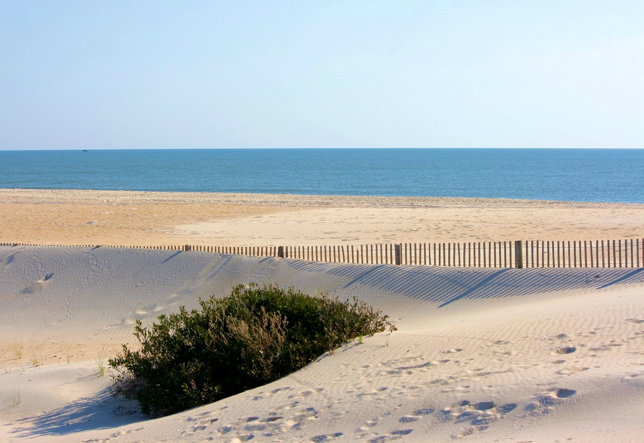 beach windswept sand erosion control free photo