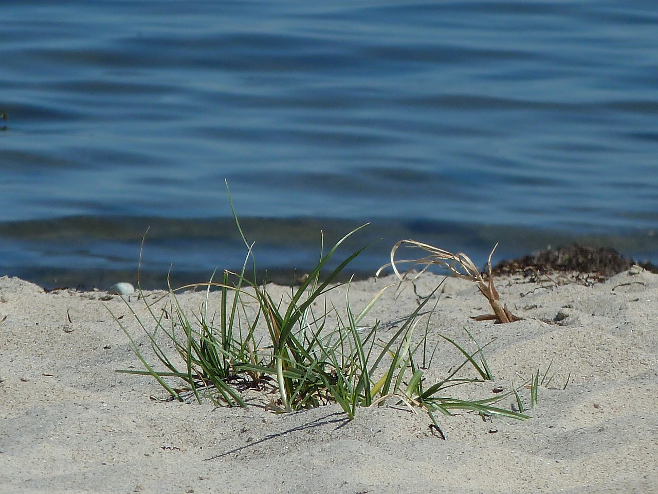 beach sand grass free photo