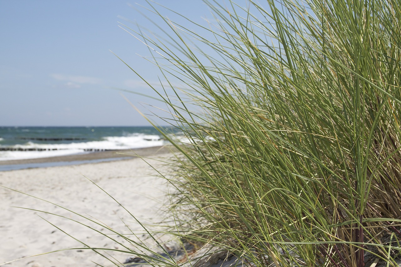 beach nature baltic sea free photo