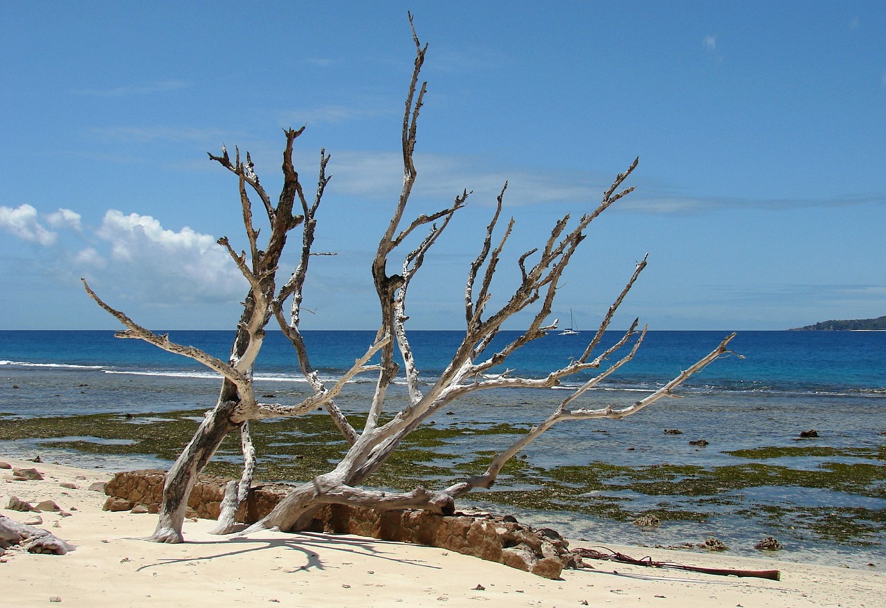 beach wood sea free photo