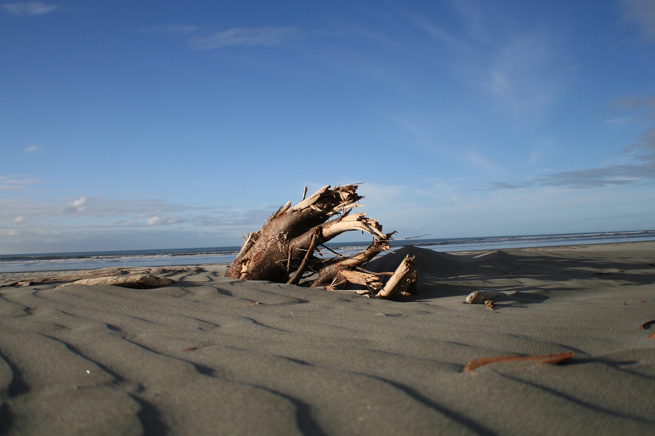 beach wood sand free photo