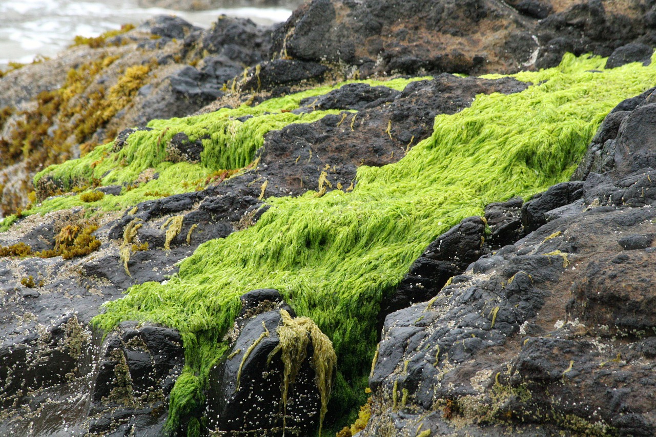 beach rocks moss free photo