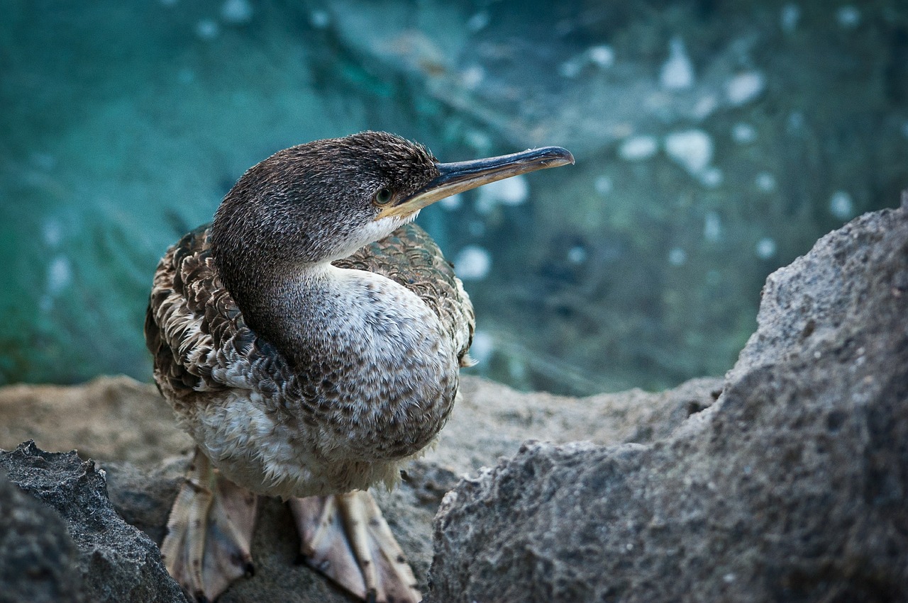 beach bird sea free photo