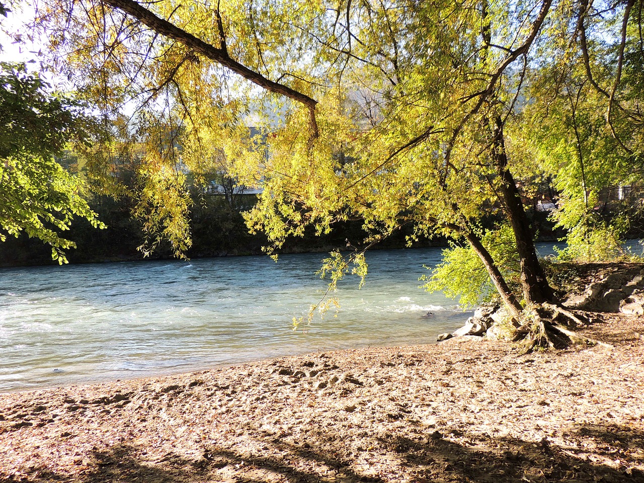 beach river tree free photo