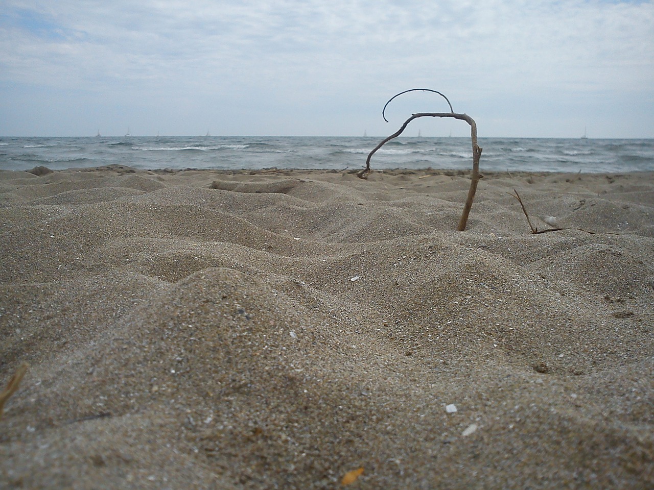 beach branch sand free photo