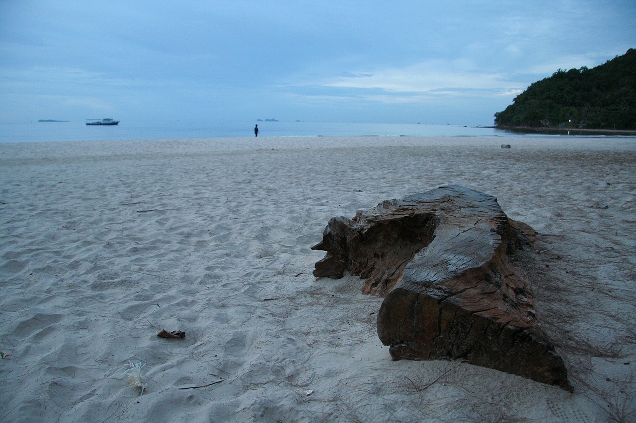 beach tree trunk leave free photo