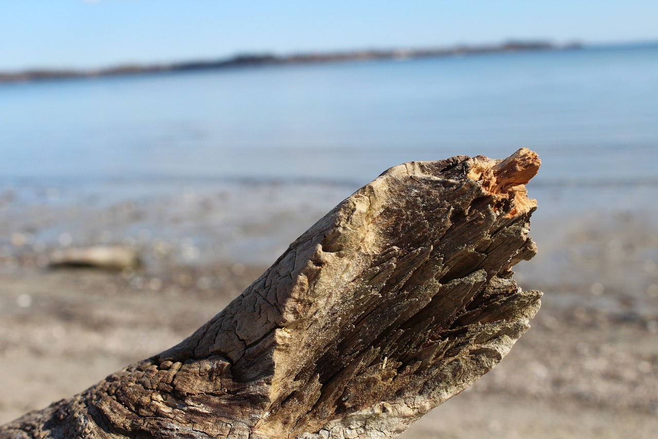 beach baltic sea drift wood free photo