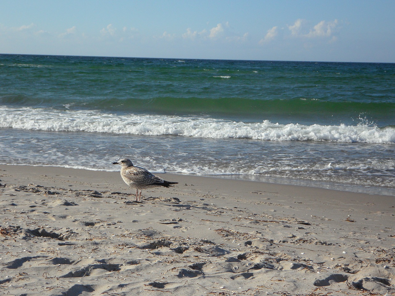 beach wave seagull free photo