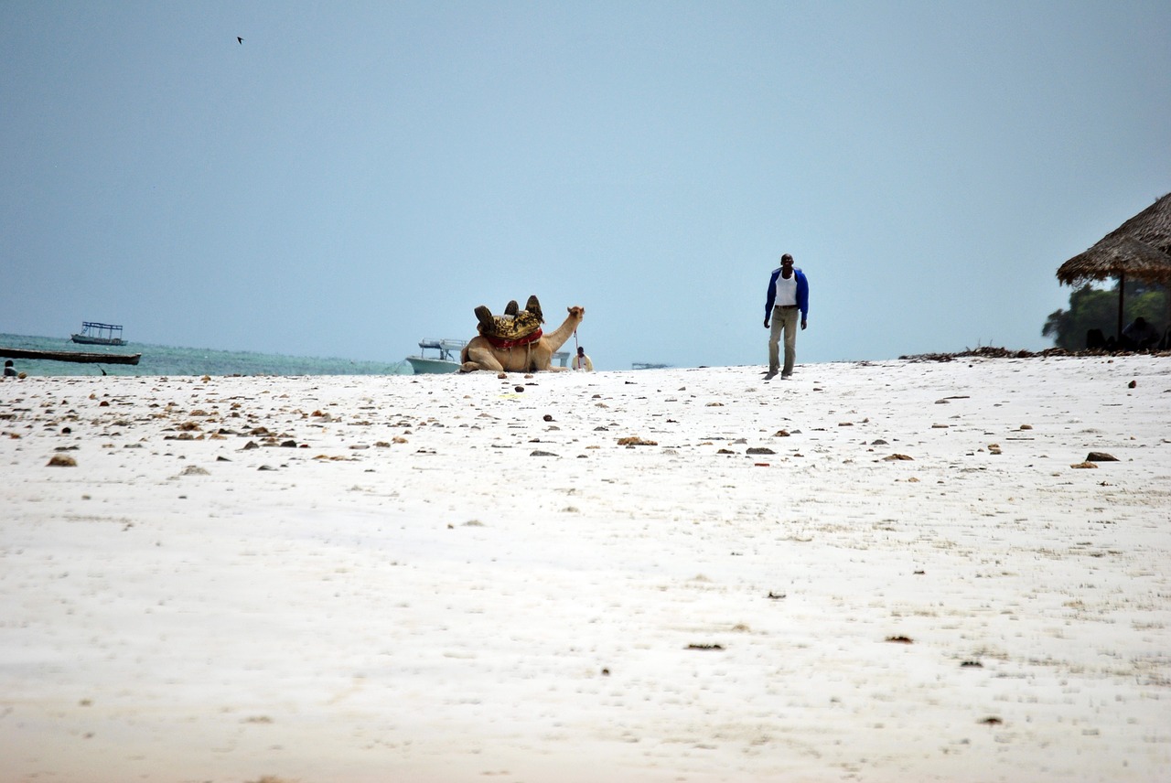 beach coast sand free photo